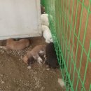 내천농장 이미지