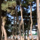 오션트리민박