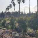 한림읍사무소 이미지