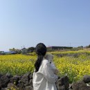 김녕댁 | 강아지랑 제주여행 준비_이스타항공/애견동반숙소/애견동반렌트카 예약