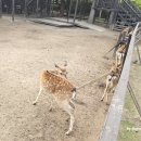 퀼트와 함께하는 자수 여행 | [평창 켄싱턴호텔] 아이와 가볼만한곳 프렌치가든 &amp; 애니멀팜 후기 | 가족여행 추천