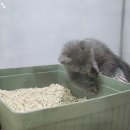 분당 요미독앤캣 강아지분양 고양이분양 이미지