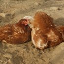 모래틈농장 이미지