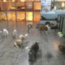 강아지마을 이미지