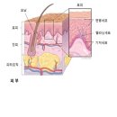 악성 흑색종이 의심되거나 확진되었다면 환자 입장의 기본 정보 및 준비 사항 이미지