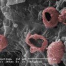 소격리농장 이미지