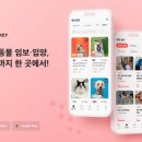 핌피 이데일리