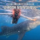 세부 고래상어 모알보알 호핑투어 | 가격 일정 준비물 꿀팁 후기