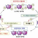 히스톤(HisTone) 이미지