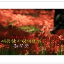▶9월22일(일)25만송이의 붉은 꽃무릇 성주산휴양림 산책 + 무창포 전어·대하축제 이미지