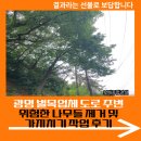 양영중학교옆(보행자도로) | 광명 벌목업체 도로 주변 위험한 나무들 제거 및 가지치기 작업 후기
