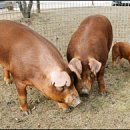 순종1농장 이미지