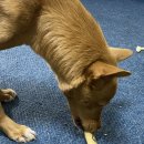 도기얌얌 이미지