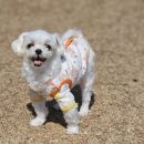 애견스토리 이미지