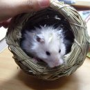 르그레이