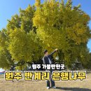 원주시역사박물관_2 | 원주 반계리 은행나무 실시간 CCTV 절정시기 정보