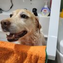 더독그루머스 이미지