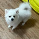 동물보육원 대전서구갈마지부 이미지