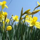 수선화 이미지