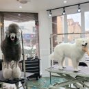 일산그루밍캐나다 이미지