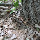 추성마을 이미지