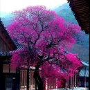 매화강산 이미지