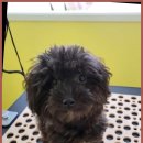 하이 멍뭉아 이미지