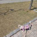 수원제2야외음악당 | 26년4월8일 수원 만석공원 벚꽃만개 (공영주차장 주차 어려움)