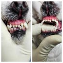 김s 동물병원 이미지