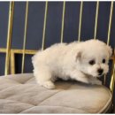 도그마루 고양이 강아지 무료분양 이미지