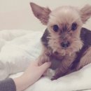 최강아지 이미지