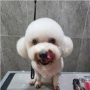 댕스살롱 이미지