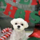 애견미용 견출지 노원점 이미지