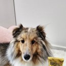 그루밍제주 | 🐶하이포닉 그루밍아티스트 실키 컨디셔너 후기 ✨️