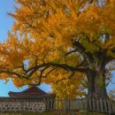 홍산객사 은행나무 이미지