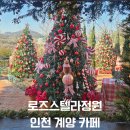 12/6 크리스마스 생화 트리 | 로즈스텔라정원 /인천계양카페 크리스마스트리 포토존 내 돈 내 산 후기