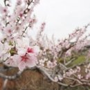 핑크핑쿠 네이버블로그