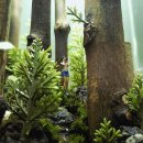 아쿠아플랜트디자인 이미지