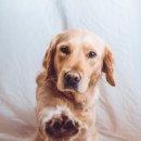 발편한동물병원 이미지