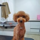 심쿵하개 애견미용 이미지