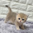 르샤보떼 이미지