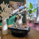 미니어처 우리집 | 양모펠트 강아지 미니어처 제작 후기 말티즈 인형 몽몽이