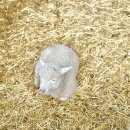 들판의추억목장 이미지