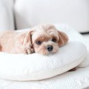 부산 강아지분양 디테일퍼피 이미지