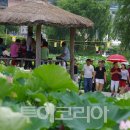 연꽃향 이미지