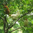 옛날토종닭 이미지