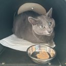 묘랑묘랑 일산점 이미지