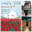 원주 용수골 양귀비 축제 ~! ( 2025, 5, 31 ) 이미지