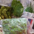 행운실비 이미지