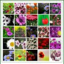 플룻 (B)? 이미지